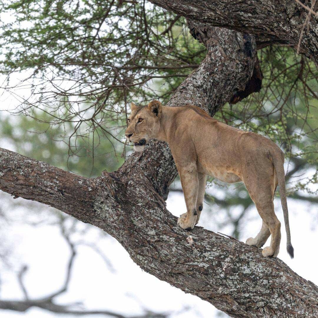 3-Day Fly-in from Zanzibar - Tarangire, Crater & Manyara